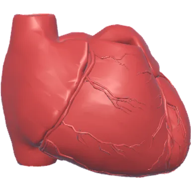 Heart