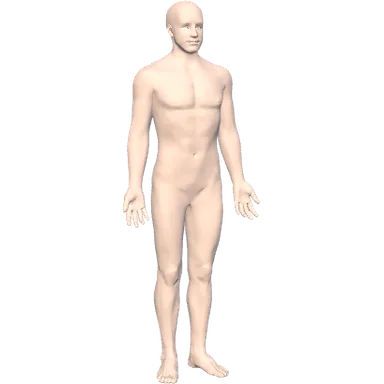 Body layers: skin, arteries, veins and nerves