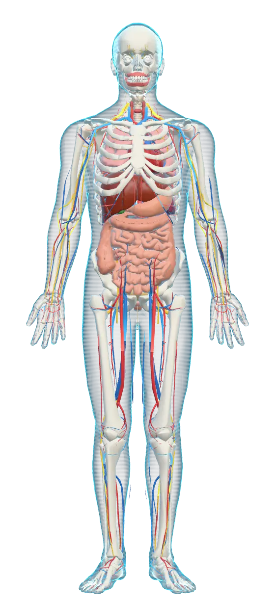 BODYVERSE anatomical body with the skin in X-ray mode