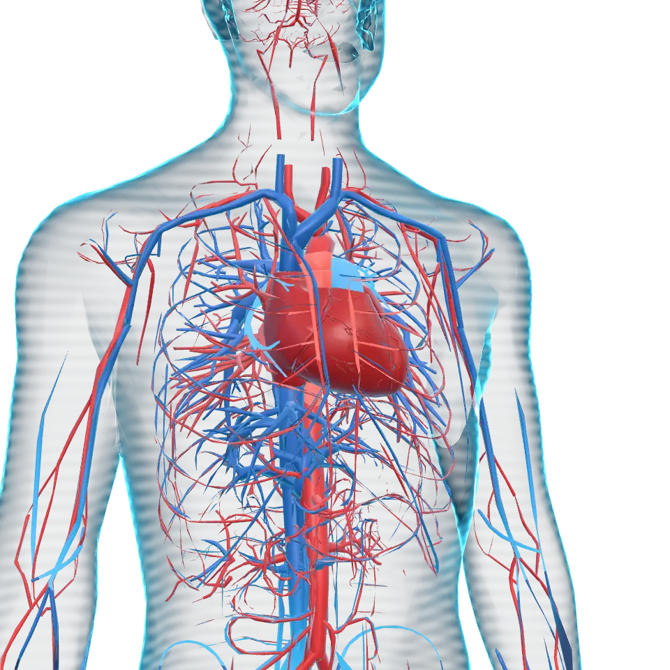 Heart & great vessels: Focus mode on the heart with the circulatory system.