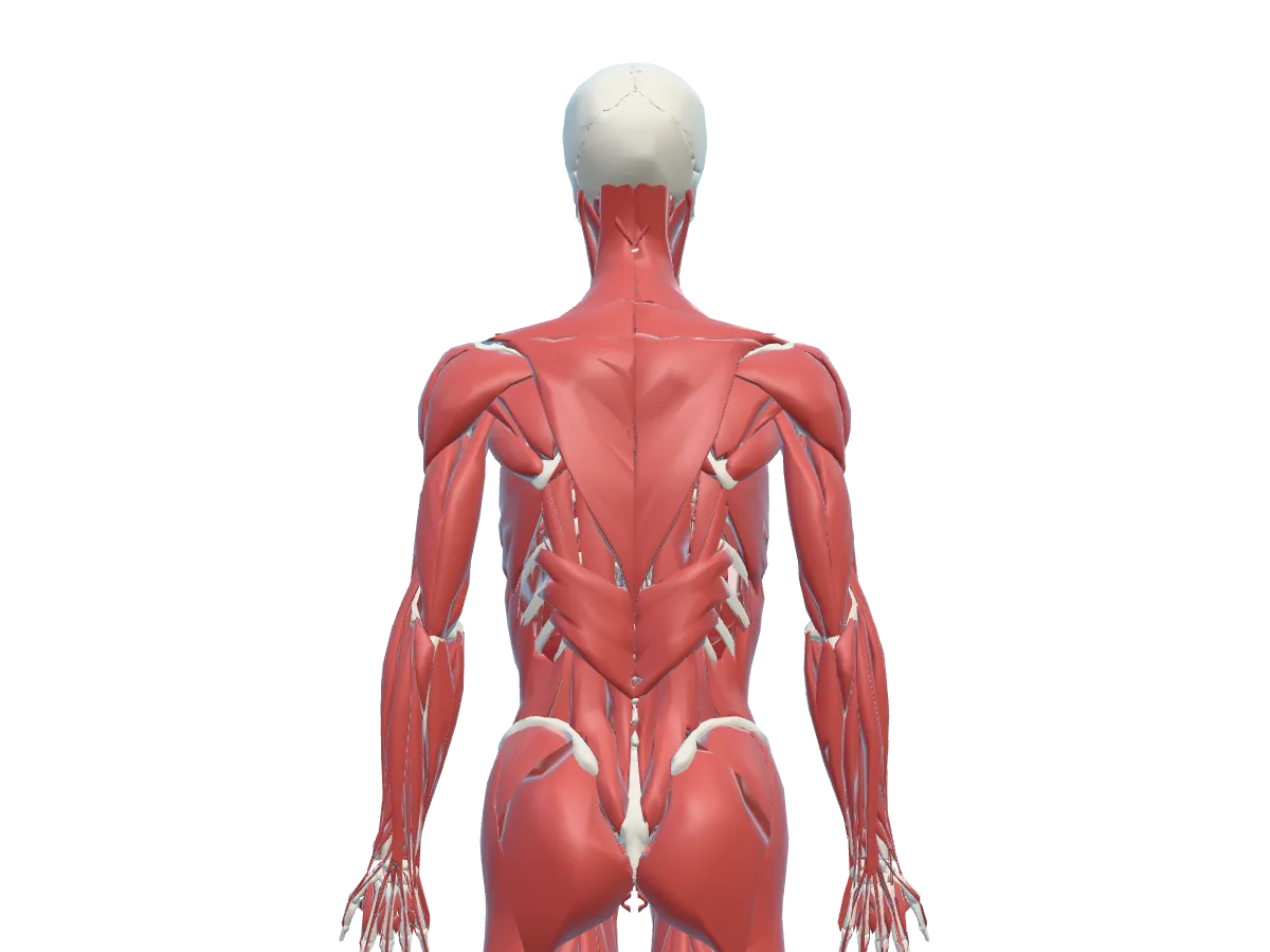 Back muscles: Muscles and skeleton, seen from behind.