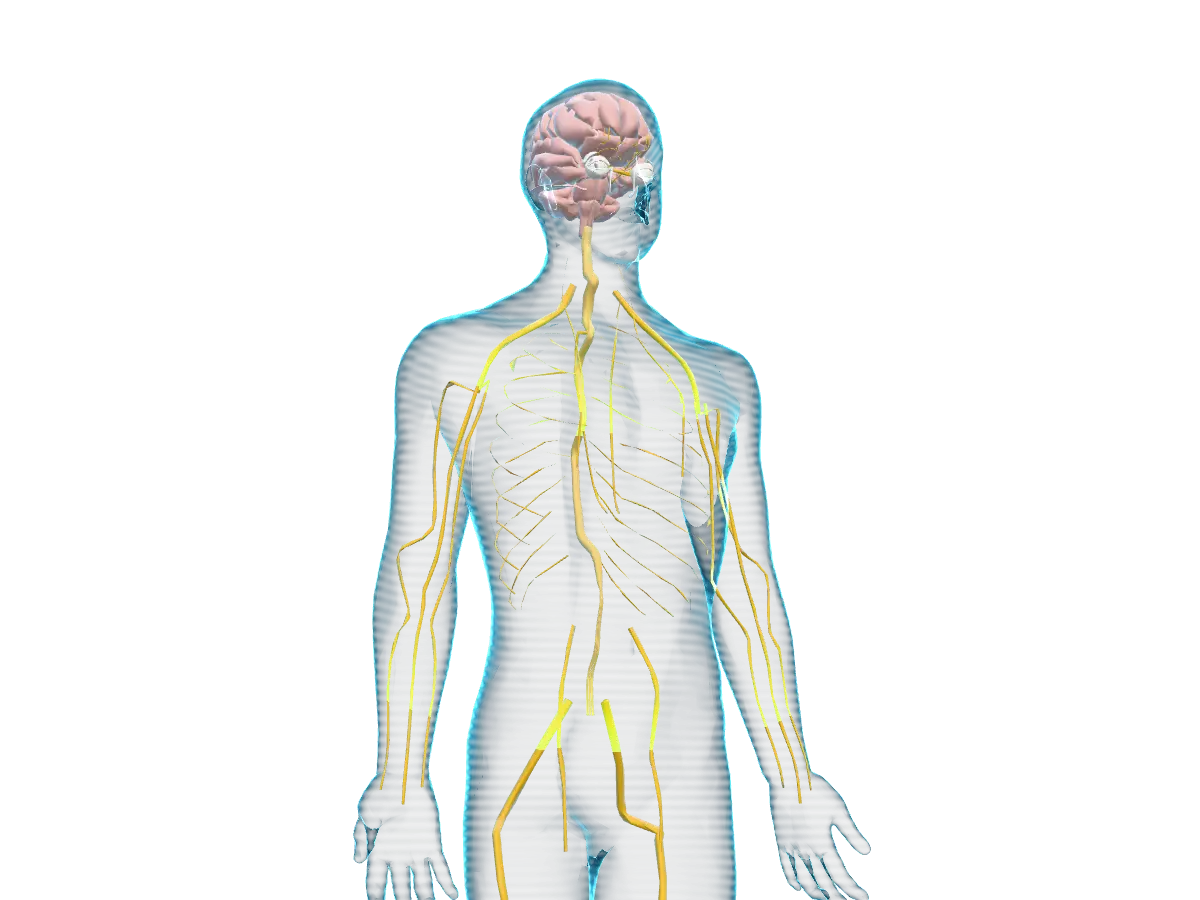 Nervous system: Brain, spinal cord and major nerves.