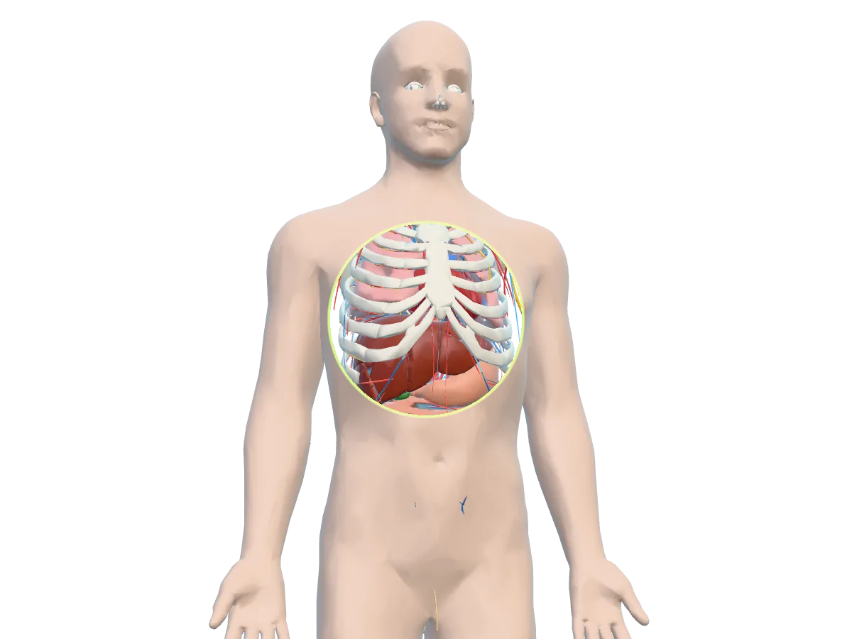 Scanner: The cursor cuts through the skin to what is underneath.